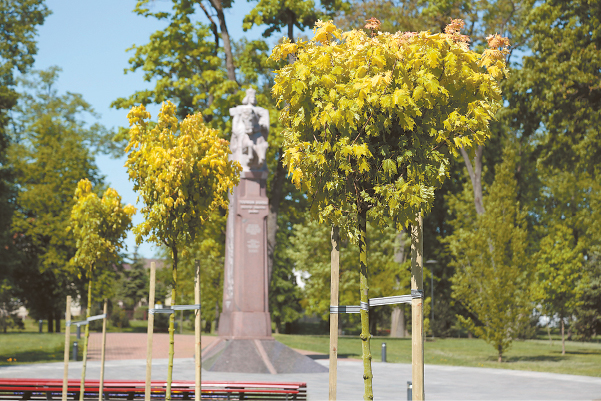 Šiemet Vytauto parke pasodinti rutuliniai klevai.