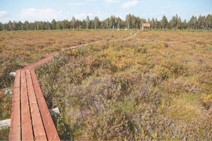Mokslininkė pelkes prilygina piktos pamotės nuskriaustai poduk­rai – darbšti, graži, bet nuolat išnaudojama ir keiksnojama.