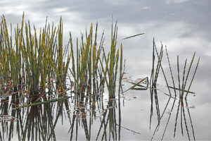 Siekiant pagerinti vandens telkinių ekologinės būklės rodiklius svarbu tramdyti ir atsakingai vystyti žemės ūkio veiklą.