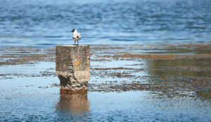 Specialistai sutinka, kad vandens telkinių teršimas suteikia nemažai ekonominės naudos, tačiau sako, kad ji tūkstančius kartų mažesnė už gamtinio turto praradimus, kurie gali atsiliepti per ekosistemų paslaugas.