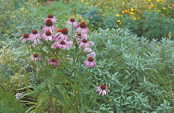 Ežiuolė – daug gydomųjų savybių turintis augalas: stimuliuoja ląstelių, kovojančių su visomis infekcijomis, aktyvumą.