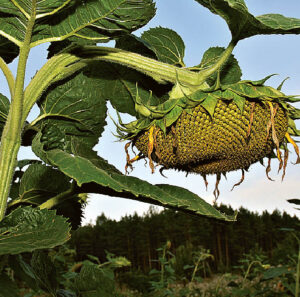 Rudenėja... Romo LINIONIO nuotrauka