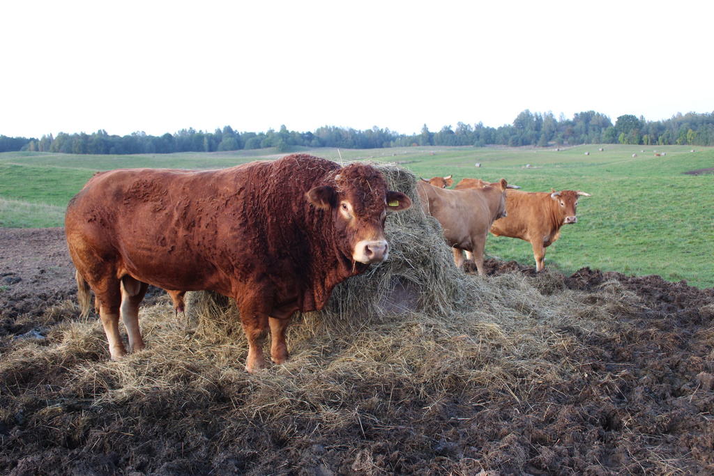 Utenos rajono ūkininkas apdraudė savo limuzinų veislės galvijus nuo pavojingų užkrečiamųjų ligų. Jurgitos Ulkienės nuotrauka