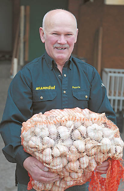 Laikas sodinti česnakus