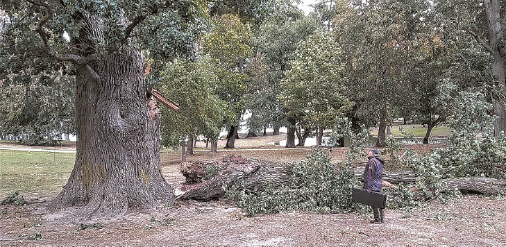 Paežerių dvaro ąžuolo „gydymas“.