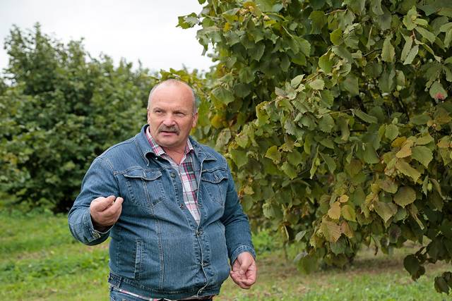 „Tradiciniai lazdynai bus kaip mano palikimas, jie augs ir derės gal ir 100 metų“, – ilgalaike investicija neabejoja Vidmantas Krapavičius.