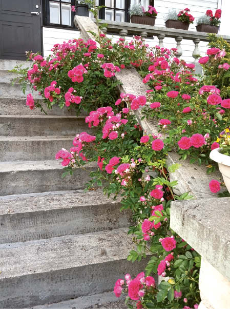 Malonu matyti daug gėlių.