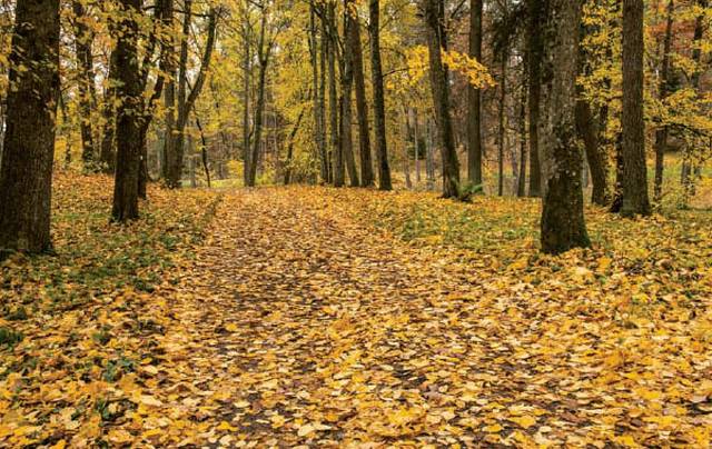 Ir kas pasakys, kad ruduo ne auksinis?