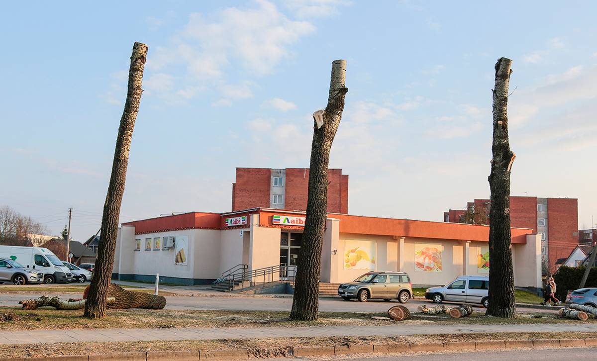 „Mirties bausmė“ tuopoms Vytauto gatvėje. Šiandien šių tuopų – jau nė ženklo.