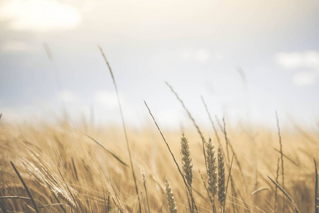 Laukai. „Retropix“ nuotrauka.