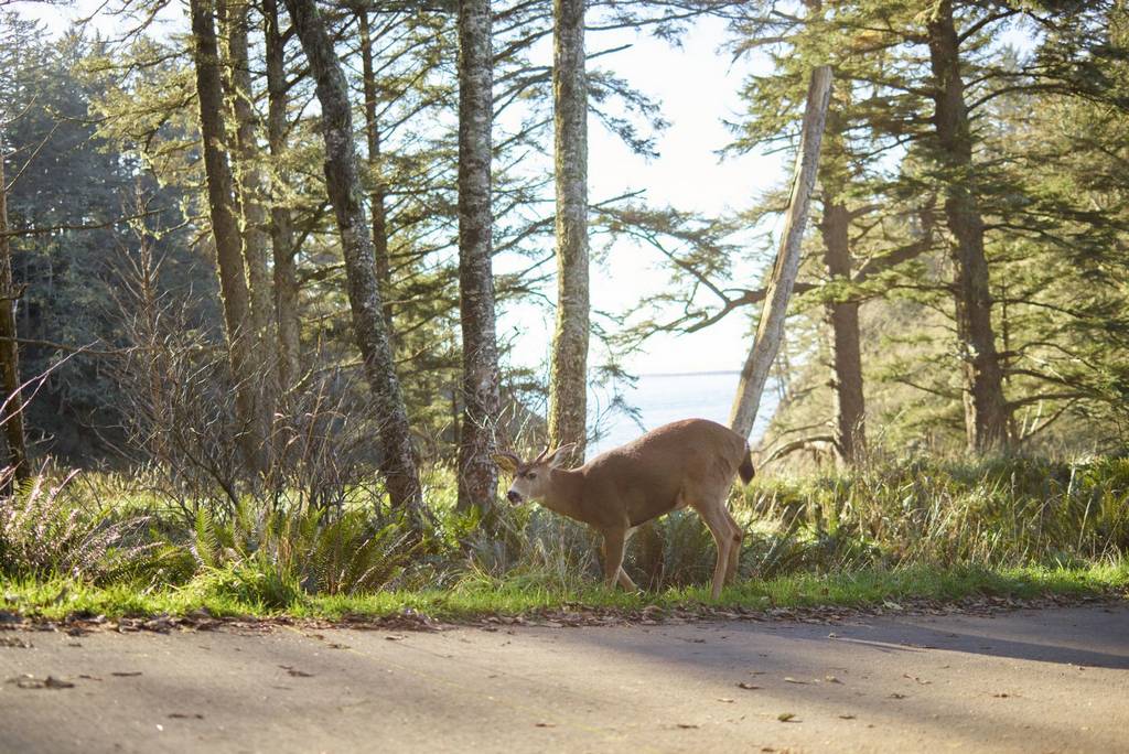 Draudikai įspėja apie pavasario laikotarpiu padažnėjančius transporto priemonių susidūrimus su laukiniais žvėrimis. „Retropix“ nuotrauka.