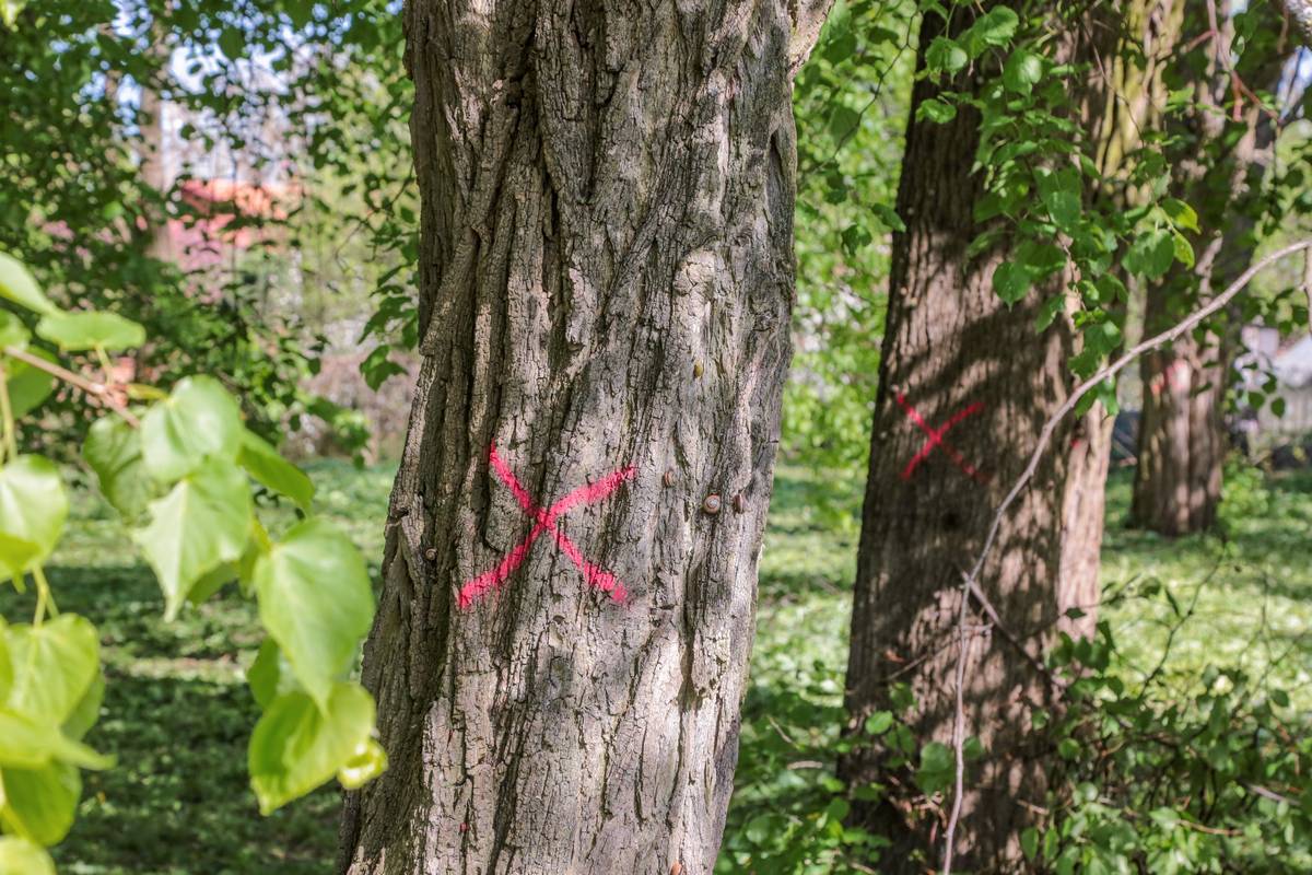 Gyventojai sunerimo dėl Alyvų g. sklype sukleimuotų brandžių medžių. „Nejaugi jų neliks?“ – klausė redakcijai apie tai pranešusieji.