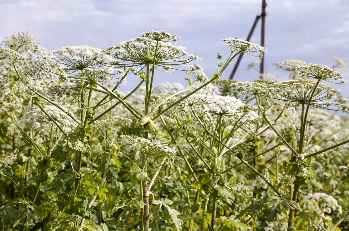 Iki trijų ar net penkių metrų aukščio užaugantis Sosnovskio barštis buvo įvežtas į Lietuvą iš Kaukazo kaip eksperimentinis silosinis augalas. 2016 m. jis paskelbtas invazine Europos Sąjungos rūšimi.