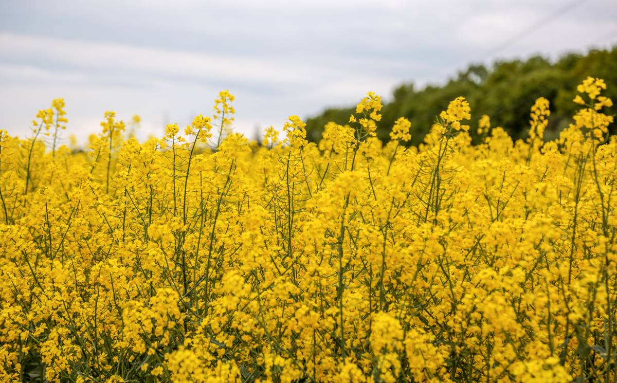 Rapsus augina daugelis mūsų krašto ūkininkų.