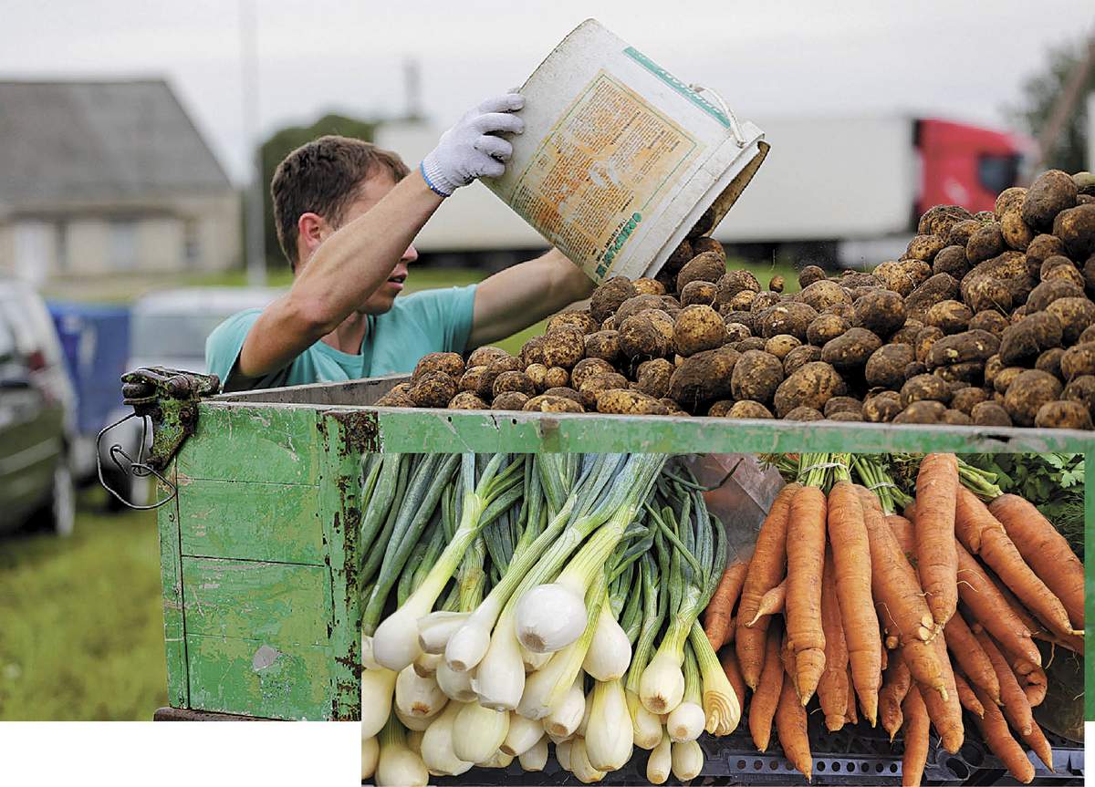 Laistytos ankstyvosios daržovės užaugo gražios.