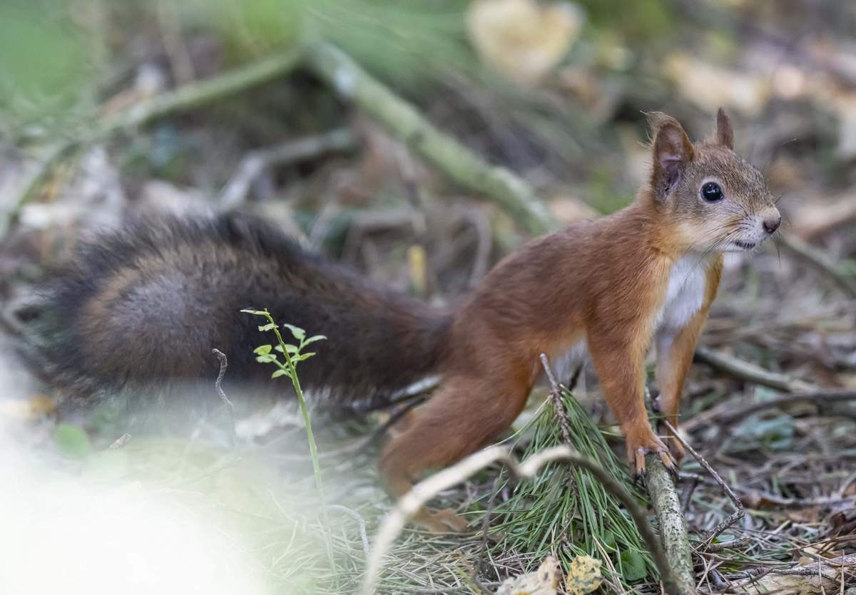 Kam priklauso voveriuko namai – miškas?