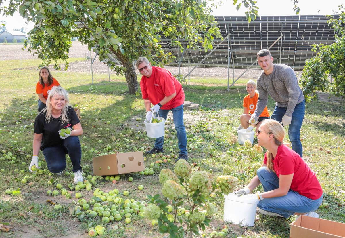 „Mantingos“ ir „Maisto banko“ atstovai obuolių pririnko šimtais. Viduryje – Klemencas Agentas.