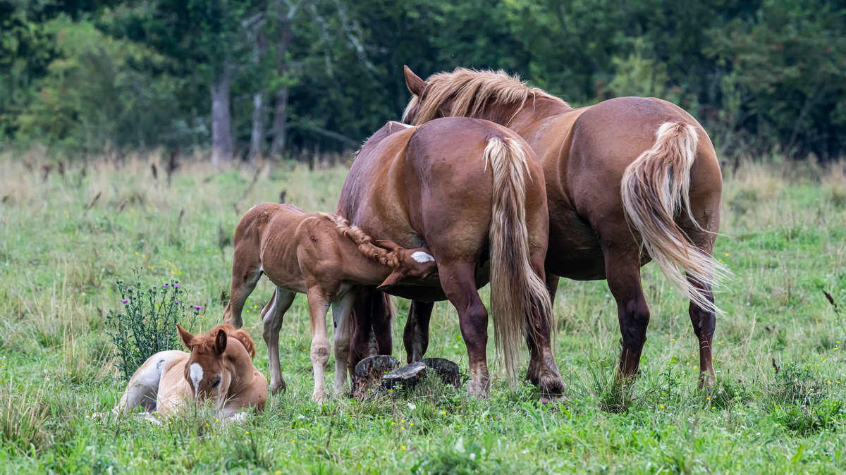 Mažieji arkliukai per ilgą vasarą jau beveik užaugo.