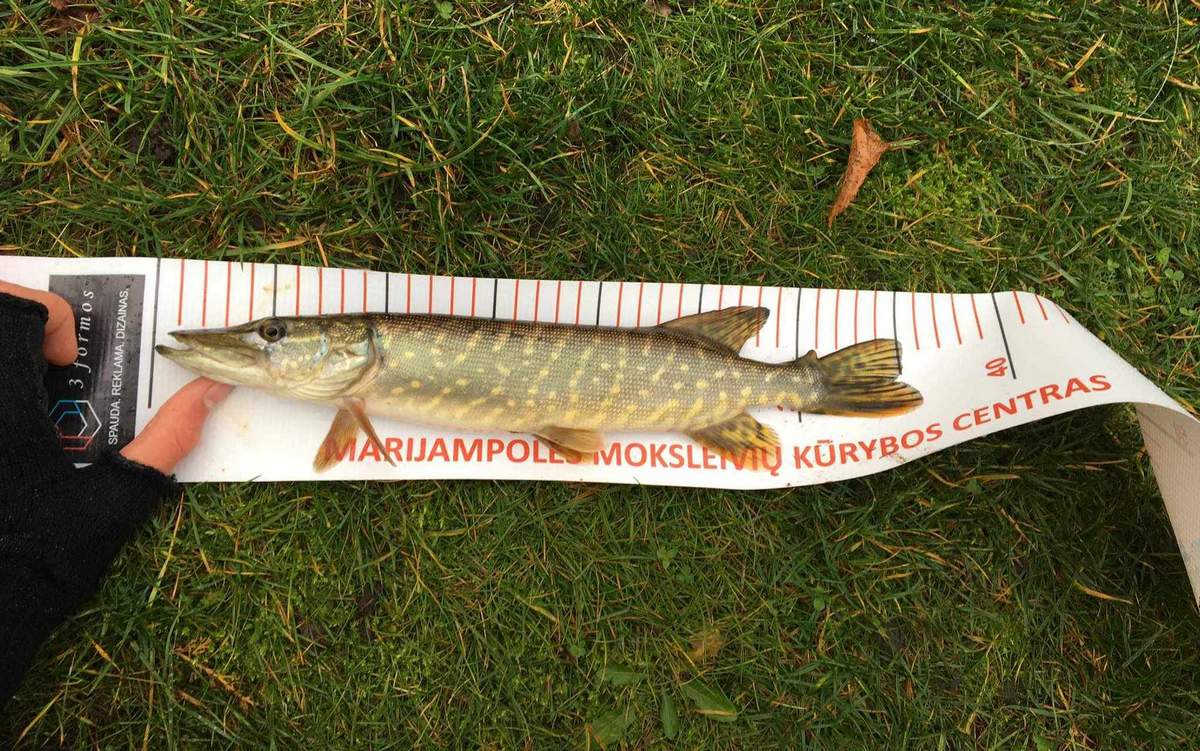 Žvejai džiaugėsi laimikiu.