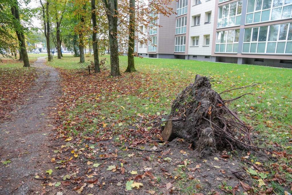 Šis kelmas gyventojams po langais riogso nežinia nuo kada.
