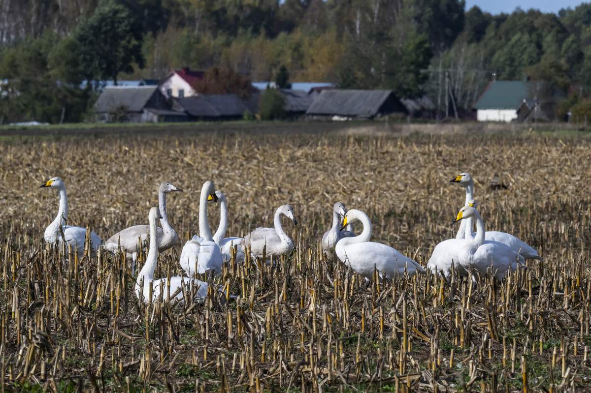 Gulbės giesmininkės kukurūzų ražienoje.