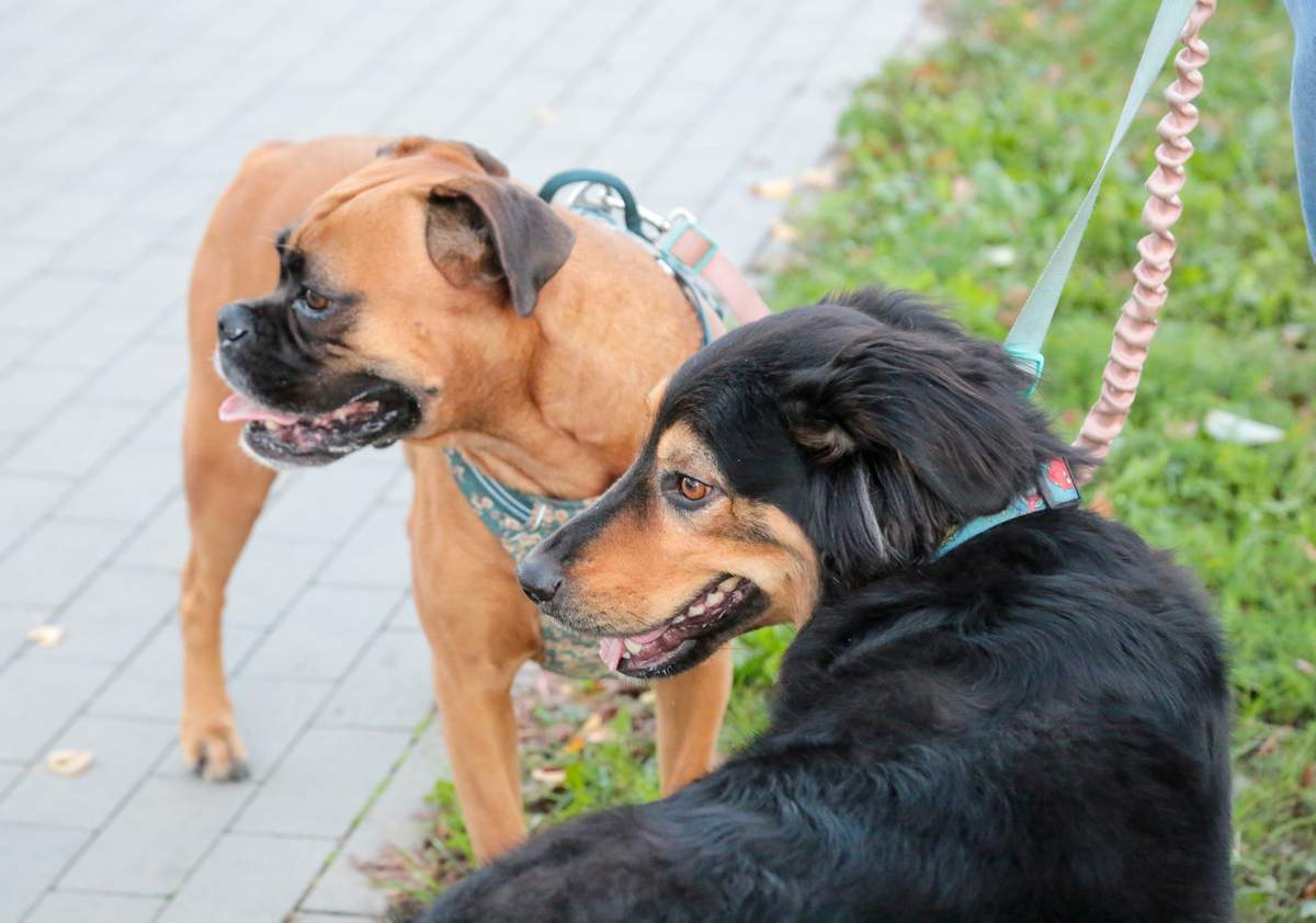 Ne tik išvaizda, bet ir būdu šunys labai skirtingi.