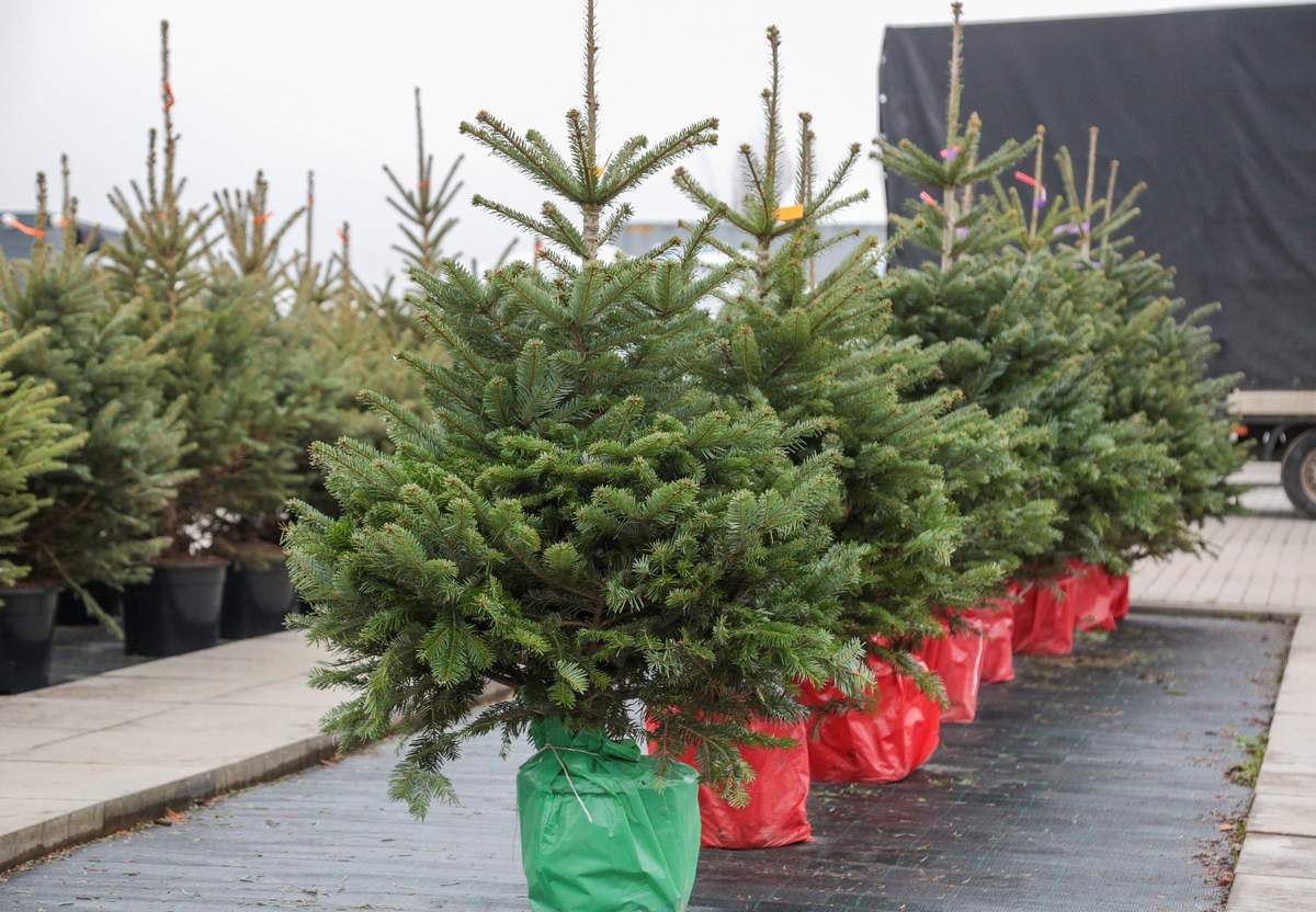 Eglutės medelyne laukia pirkėjų.