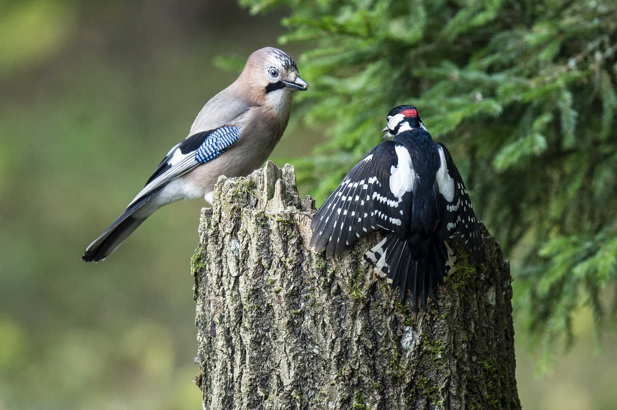 Ginčas prie lesyklos.