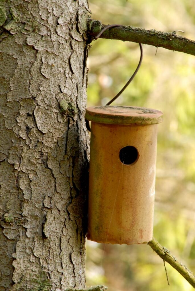 Molinis (keraminis) inkilas.