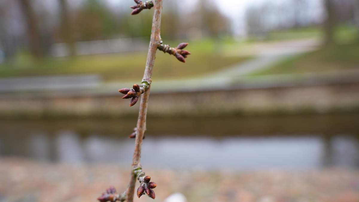 Sulaukę pusiaužiemio žmonės eidavo į sodą tikrinti medžių pumpurų tikėdamiesi, kad šie jau bus pabrinkę, galbūt pakeitę spalvą – tuomet pavasaris ne už kalnų.