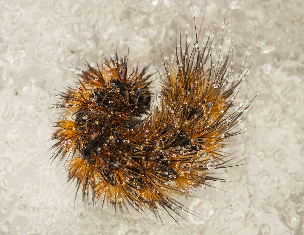 Drugio meškutės vikšras ant sniego. 