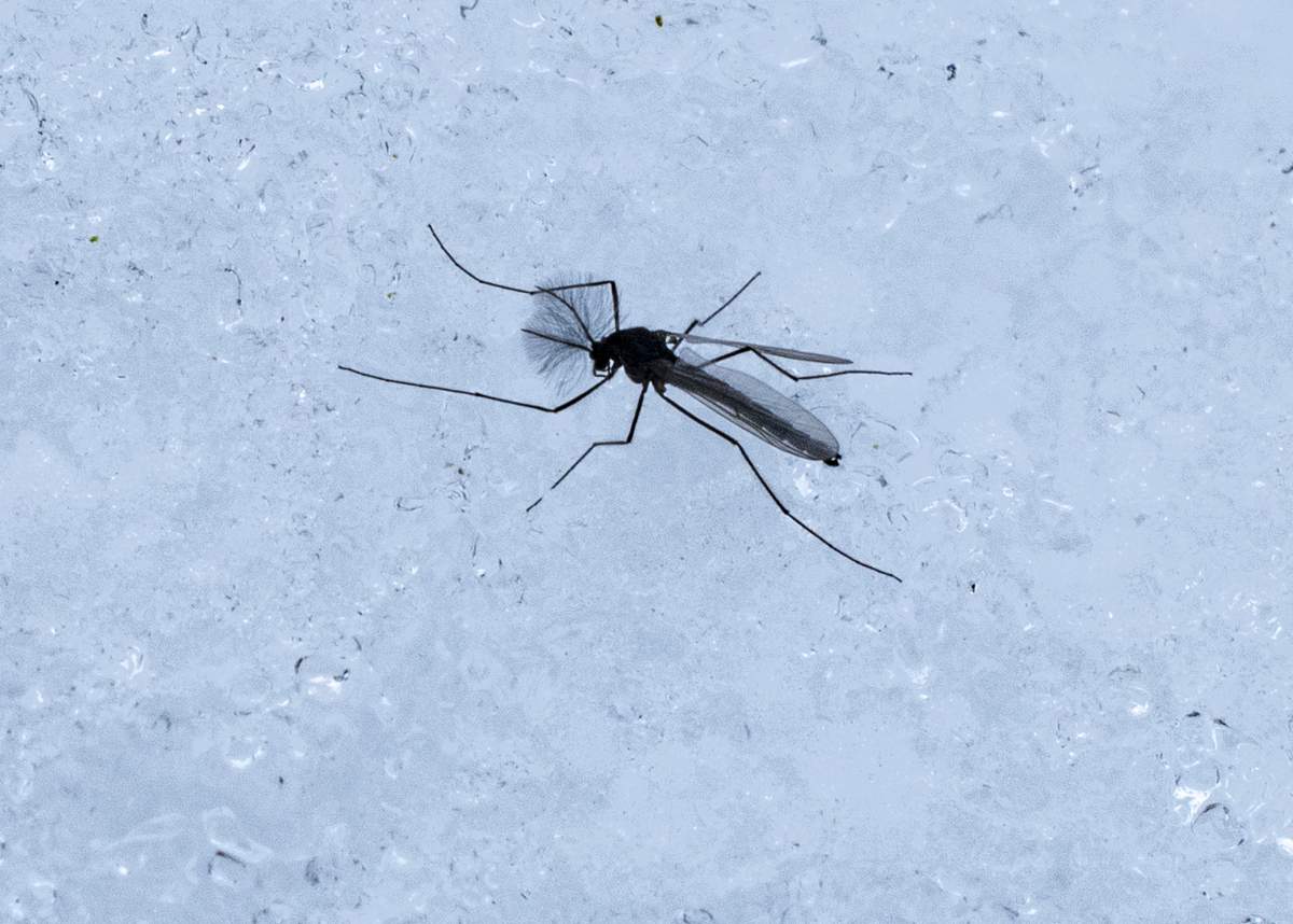 Mašalas ant sniego.  