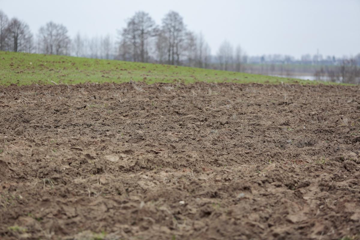 Marijampolės savivaldybėje hektaras žemės ūkio paskirties žemės vidutiniškai kainuoja 8 tūkst. Eur, bet, jei sklypas didelis, yra arti kelio, našumo balas aukštas, galima tikėtis gauti ir 10 ar net 12 tūkst. Eur.
