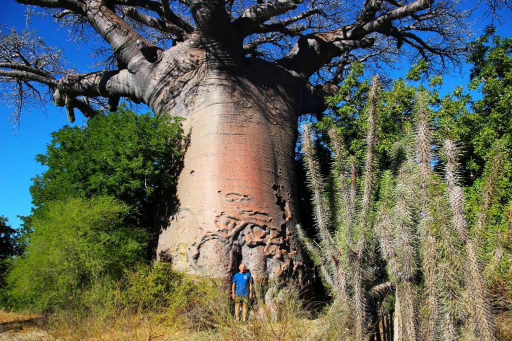 Madagaskaras. Algirdas prie baobabo.