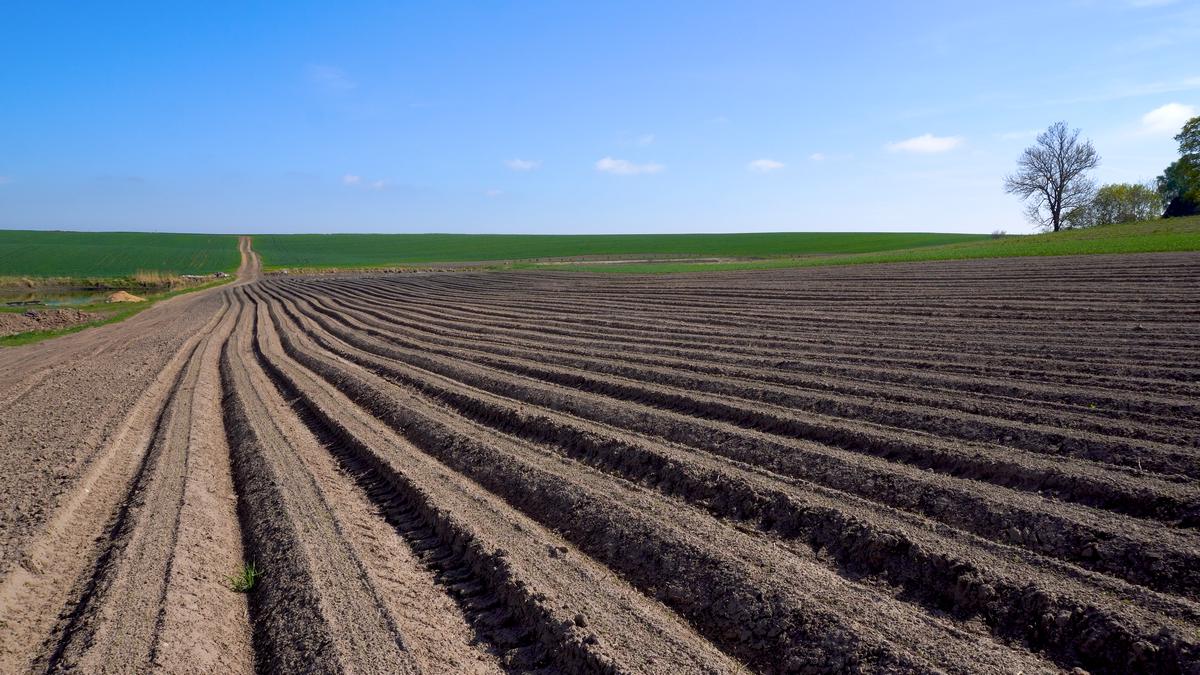 Daržo darbai šiemet prasidėjo labai anksti, tačiau pirmasis bulvių derlius vis tiek prognozuojamas tik po Joninių.