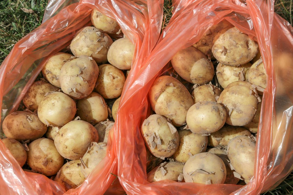 Truks čia prabėgti pavasaris, ir jau už poros mėnesių valgysime šviežias bulves.