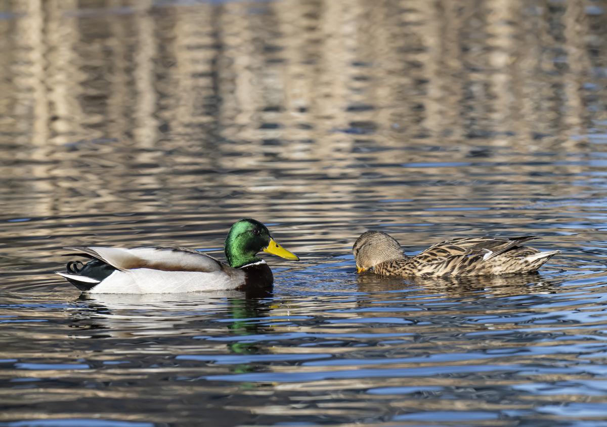 Didžioji antis trumpam paliko lizdą ir tuoj grįš perėti kiaušinių.
