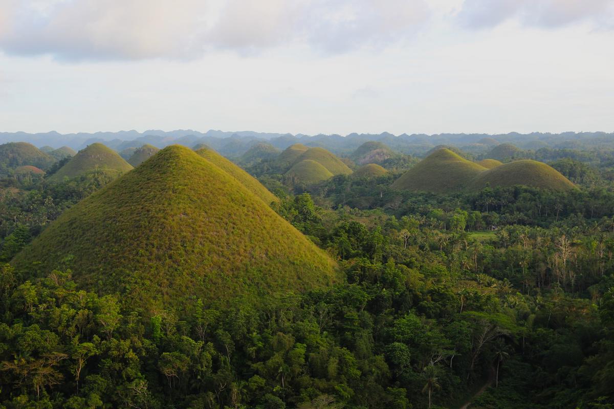 Šokolado kalvos Filipinuose. Rudenį jos tampa šokolado spalvos. 
