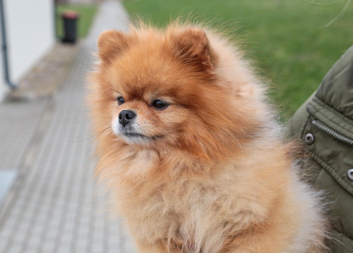 Visada besišypsantis pūkų kamuoliukas paperka žaismingumu.