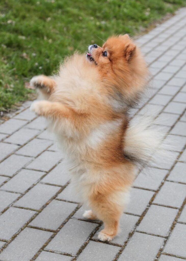 „Ką turi? Ir aš noriu“, – prašo Marlis.