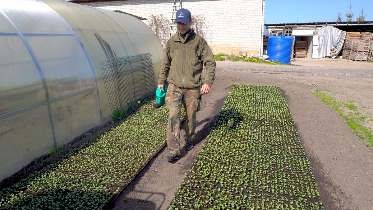 Vėlyvieji kopūstai vis dar daigyklose, tačiau po kelių savaičių jie keliaus į daržo lysves.