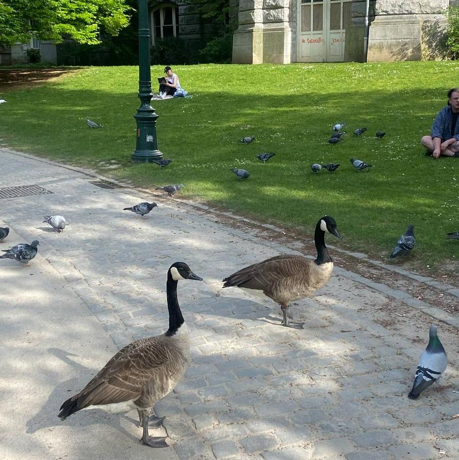 Kanadietiškos žasys drąsiai šeimininkauja milijoniniame mieste.
