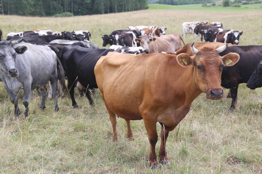 Pieno ūkius turintys žmonės, susitelkę į kooperatyvą, greitai pamato, kad tai duoda daug praktinės naudos.