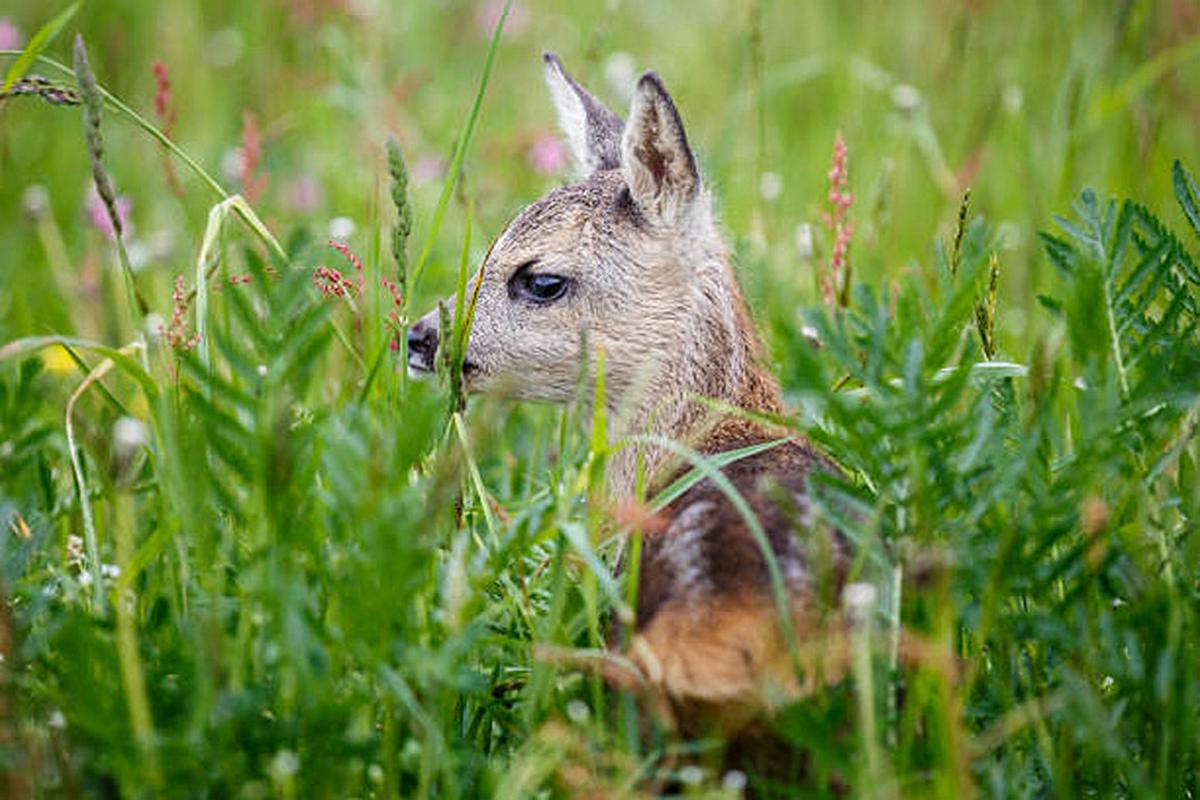 Aplinkos ministerija tikina, kad kai kuriose šalies vietovėse yra naudojami dronai su termovizoriais, kurie leidžia prieš darbų pradžią aptikti pasislėpusius gyvūnus. 