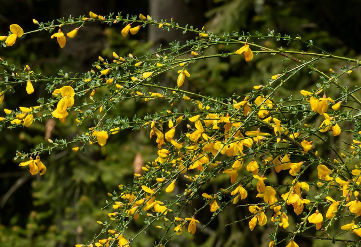 Šakos linksta nuo žiedų gausos.
