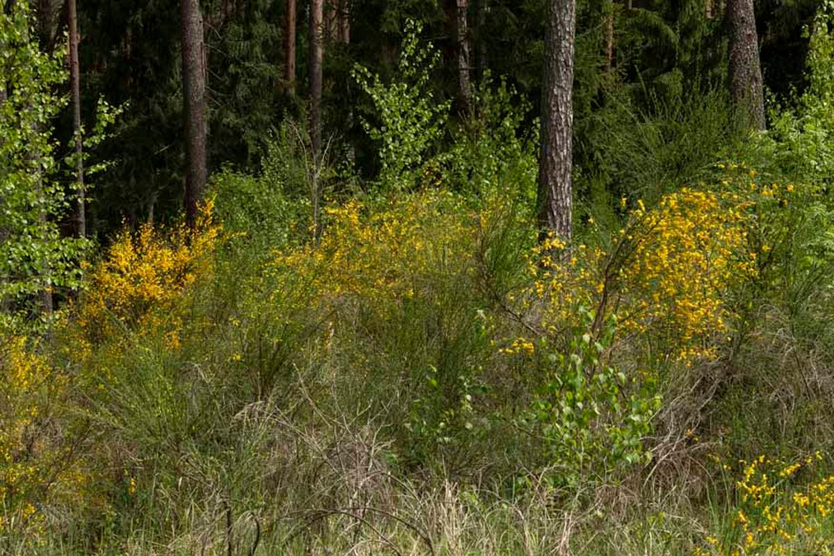 Pušyno kampelis – seniau čia augo šilagėlės.