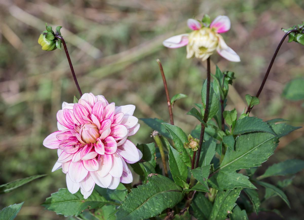 Didžiuoju žiuri prizu šiemet Tarptautiniame jurginų festivalyje įvertintas D. Simonaitienės išvestas elegantiškasis ‘Aigustė’.