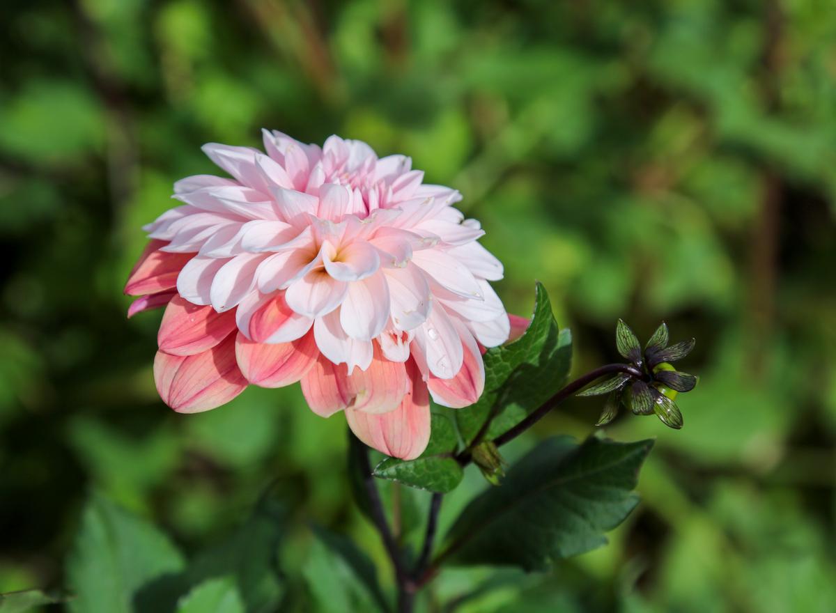 Naujausias Danutės išvestas gražuolis jurginas ‘Gintenė’.
