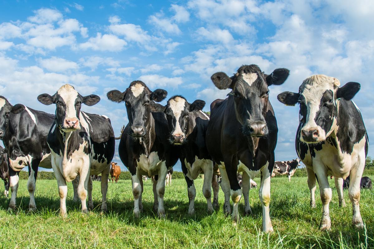 Nuotrauka iš Aplinkos apsaugos departamento archyvo