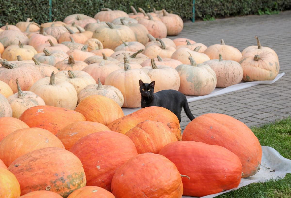 Ryškiaspalviai moliūgai dažniausiai tampa Helovyno žibintais, o blyškesni keliauja į virtuvę – jų mėsingas minkštimas puikiai tinka patiekalams ruošti.
